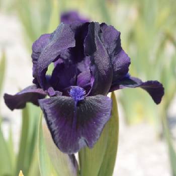 Ирис Iris Pumila ‘Michael Paul’ 